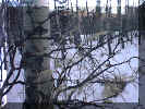 winter_wood2.jpg (52624 bytes)