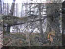 winter_wood3.jpg (51972 bytes)