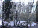 witches_forest2.jpg (52124 bytes)