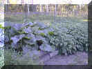 garden1.jpg (52752 bytes)