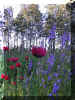 late_summer.jpg (70392 bytes)