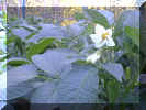 potato_flower.jpg (53438 bytes)